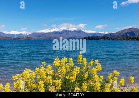 Neuseeland, Otago, Wanaka, Gelbe Buschlupine (Lupinus arboreus) blüht am Ufer des Wanaka-Sees Stockfoto