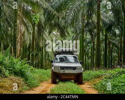 Kamerun, Pongo-Songo, White 4x4 Fahren auf einem schlammigen Pfad zwischen Palmen Stockfoto