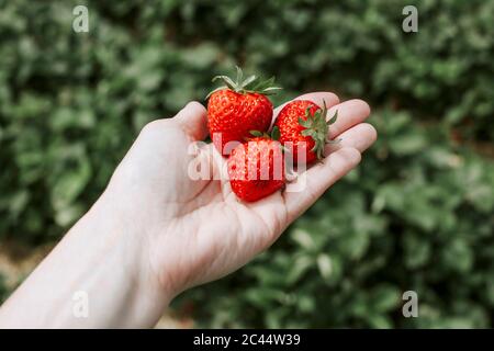 Reife Erdbeeren zur Hand Stockfoto