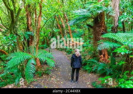 Neuseeland, Ozeanien, Südinsel, Otago, Caberfeidh, Rückansicht der Frau auf dem Fußweg im Wald Stockfoto