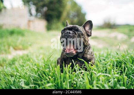 Portrait einer gähnenden Bulldogge auf einer Wiese Stockfoto