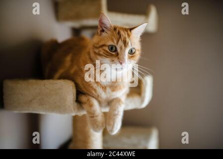 Porträt einer tabby Katze auf Kratzbaum liegend und etwas guckt Stockfoto