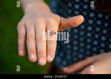 Nahaufnahme eines Feuerbugs (Pyrrhocoris apterus), der auf der Hand eines kleinen Mädchens kriecht Stockfoto