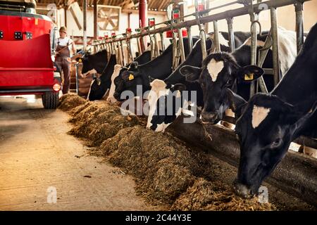 Kühe, die Heu fressen, während der Bauer im Hintergrund im Stall arbeitet Stockfoto