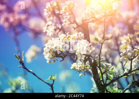 Der Weinbauzweig des blühenden Birnenbaums gegen den Himmel. Frühling Natur Hintergrund Stockfoto