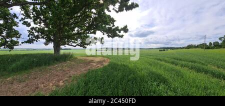Riesige grüne Eiche auf einem Hügel in Lettland Stockfoto
