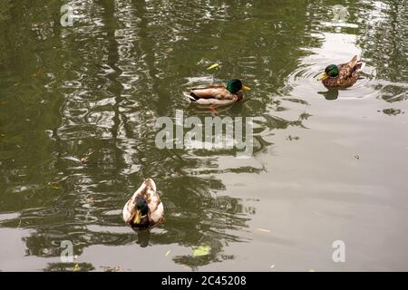 Enten schwimmen im Teich. Stockfoto