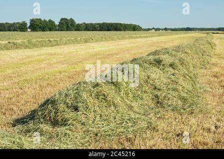 Grünland mit geheiltem gemähtem Gras für die Heubereitung Stockfoto