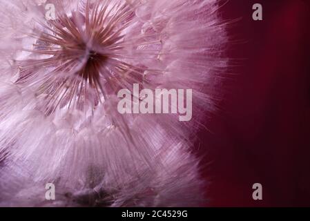 Löwenzahn Blume, auf einem schwarzen Hintergrund Spiegel. In rosa Farbe Stockfoto