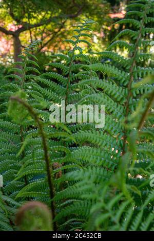 Nahaufnahme Farnblätter wachsen im Freien. Stockfoto