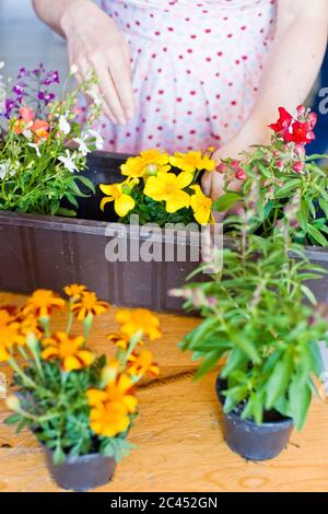 Frau pflanzt Blumen in einer Blumenküste Stockfoto