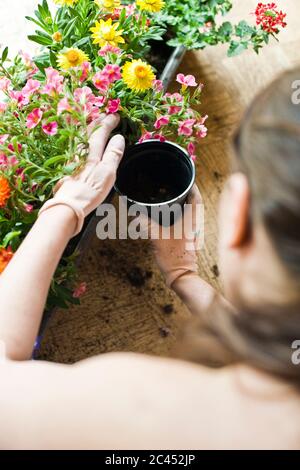 Frau pflanzt Blumen in einer Blumenküste Stockfoto