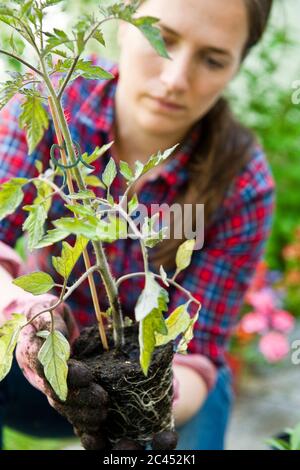 Frau repots eine Pflanze Stockfoto