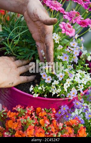 Frau pflanzt Blumen in einem Blumentopf Stockfoto