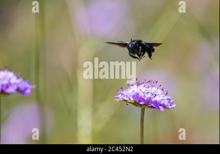 Zimmermann Biene Besuch Pin Kissen Blumen Stockfoto