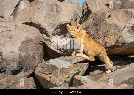 Löwenjunge klettert in der Sonne über Felsen Stockfoto