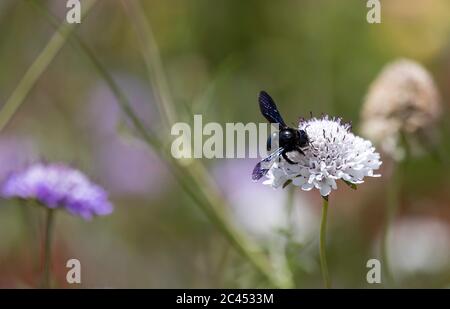 Zimmermann Biene Besuch Pin Kissen Blumen Stockfoto