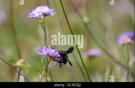 Zimmermann Biene Besuch Pin Kissen Blumen Stockfoto