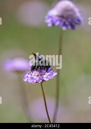 Zimmermann Biene Besuch Pin Kissen Blumen Stockfoto