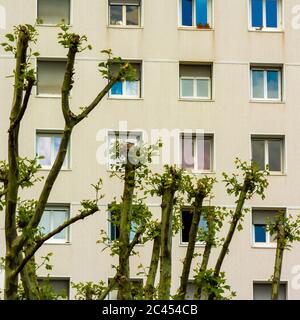 Bäume mit Ästen vor einem Gebäude geschnitten Stockfoto