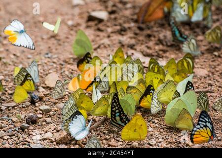 Wilder Schmetterling im Kaeng krachan Nationalpark westlich der Stadt Phetchaburi oder Phetburi in der Provinz Phetchaburi in Thailand. Thailand, Phet