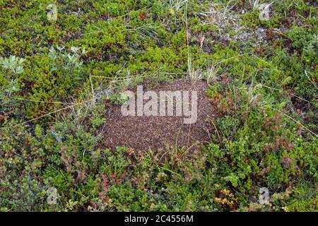 Nahaufnahme der Ameisenhügel der Formica lugubris in der arktischen Tundra, Nordschweden Stockfoto