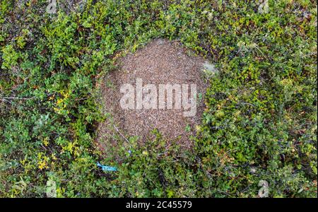 Nahaufnahme der Ameisenhügel der Formica lugubris in der arktischen Tundra, Nordschweden Stockfoto