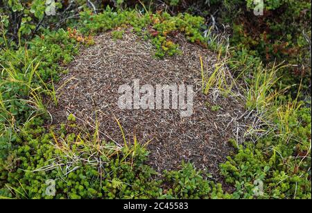 Nahaufnahme der Ameisenhügel der Formica lugubris in der arktischen Tundra, Nordschweden Stockfoto