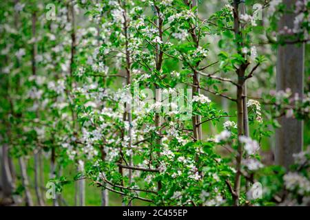 Blüte des neuen Gartens im Frühling. Bäume mit Stand auf Industriefarm Stockfoto