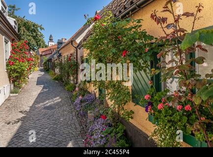 Rosen auf dem alten Gasse Fisherman's Alley (Fiskargrand). Visby, Gotland, Schweden, Skandinavien. Stockfoto