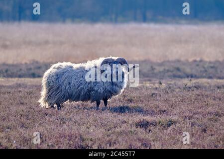 Ein Drents Heideschafe im Wintermantel mit langen gebogenen Hörnern auf der Meindersveen Heide. Kalter, sonniger Tag. Drenthe, Meindersveen, die Nertherlands. Stockfoto