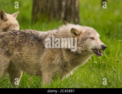 Holz oder graue Wölfe im grünen Gras. Stockfoto