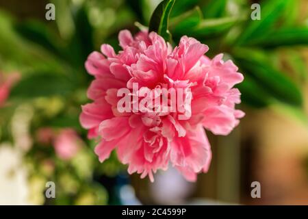 Pfingstrose Geätzter Lachs. Doppelte rosa Pfingstrose Blume. Paeonia lactiflora (chinesische Pfingstrose oder gemeinsame Gartenpfeonie) Stockfoto