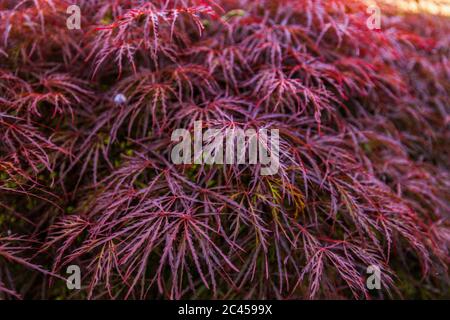 Rotes Laub des weinenden Laceleaf Japanese Maple Tree (Acer palmatum) im Garten Stockfoto