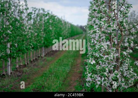Moderne Technologien für den Baumbau. Blühende Apfelbäume mit Gras Stockfoto