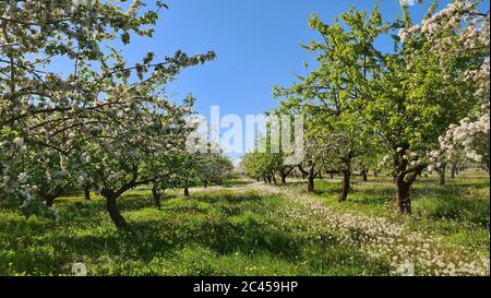 Blühende Apfelplantage im Frühling Stockfoto