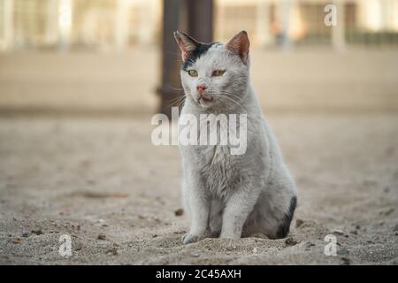 Selektive Fokusaufnahme einer weißen Katze mit einem Schwarzes Ohr auf Sand sitzend Stockfoto