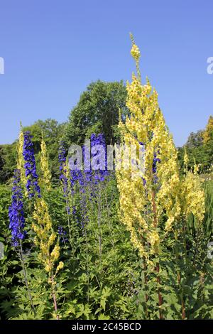 Motte Mullein Verbascum blattaria und Delphinien Stockfoto