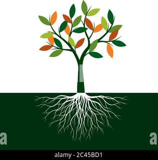 Farbe Baum des Lebens mit Wurzeln. Vektorgrafik. Isoliertes Objekt. Stock Vektor