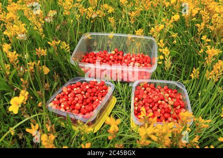 Erdbeeren in Gerichten auf der Wiese gesammelt Stockfoto