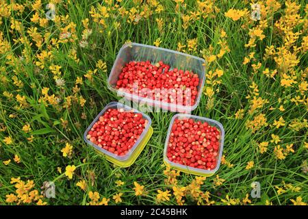 Erdbeeren in Gerichten auf der Wiese gesammelt Stockfoto