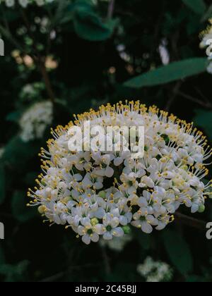 Nahaufnahme der Sumpfteeblume Labrador Stockfoto