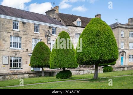 Eibe Bäume auf dem Gelände der St. Marys Kirche. Painswick, Clostwolds, Gloucestershire, England Stockfoto