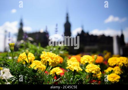 Dresden, Deutschland. Juni 2020. Auf dem Theaterplatz vor der Hofkirche (l-r), dem Hausmannsturm und dem Residenzschloss blüht ein Blumenbeet. Quelle: Robert Michael/dpa-Zentralbild/ZB/dpa/Alamy Live News Stockfoto