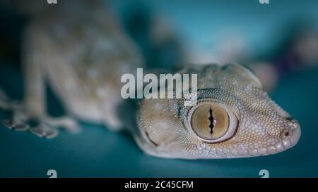 Isolierte Nahaufnahme einer heimischen schönen Gecko Eidechse - Israel Stockfoto