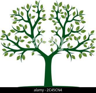 Farbe Baum des Lebens mit Wurzeln. Vektorgrafik. Isoliertes Objekt. Stock Vektor