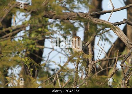 Fleckenkeule, Bandhavgarh-Nationalpark Stockfoto