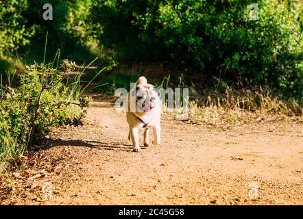 Wütend Mops Hund zu Fuß in einem Park während des Tages Stockfoto