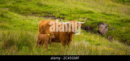 Highland Cow und ihr Kalb zusammen in einem rauen, grünen, grasbewachsenen schottischen Hochland Feld. Stockfoto