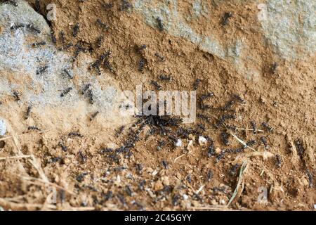 Makroansicht von schwarzen Ameisen, die während einer Invasion ein Loch zwischen Felsen betreten und verlassen. Einige Ameisen stehlen und tragen Larven und Eier. Stockfoto